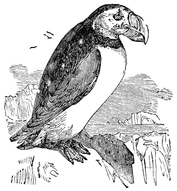 大西洋海雀(北极鸟)- 19世纪